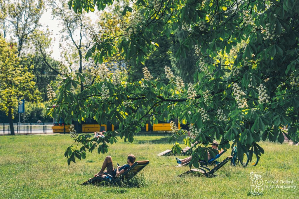 Leżaki na polanie wśród zieleni w Parku Powstańców Warszawy 