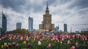 Wielobarwne tulipany na rondzie Dmowskiego - w tle przystanek autobusowy, Pałac Kultury i Nauki oraz kilka wieżowców