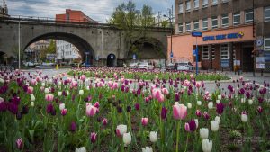 Tulipany w barwach od bieli przez róż do fioletu na kwietniku przed Szpitalem Solec
