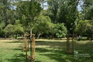 Nowe nasadzenia drzew w Parku Praskim