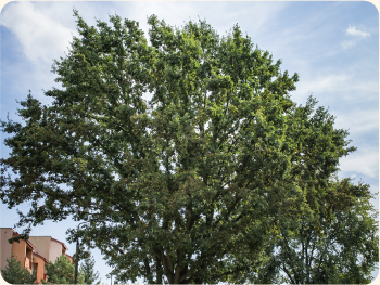 Edukacja - W koronach miasta