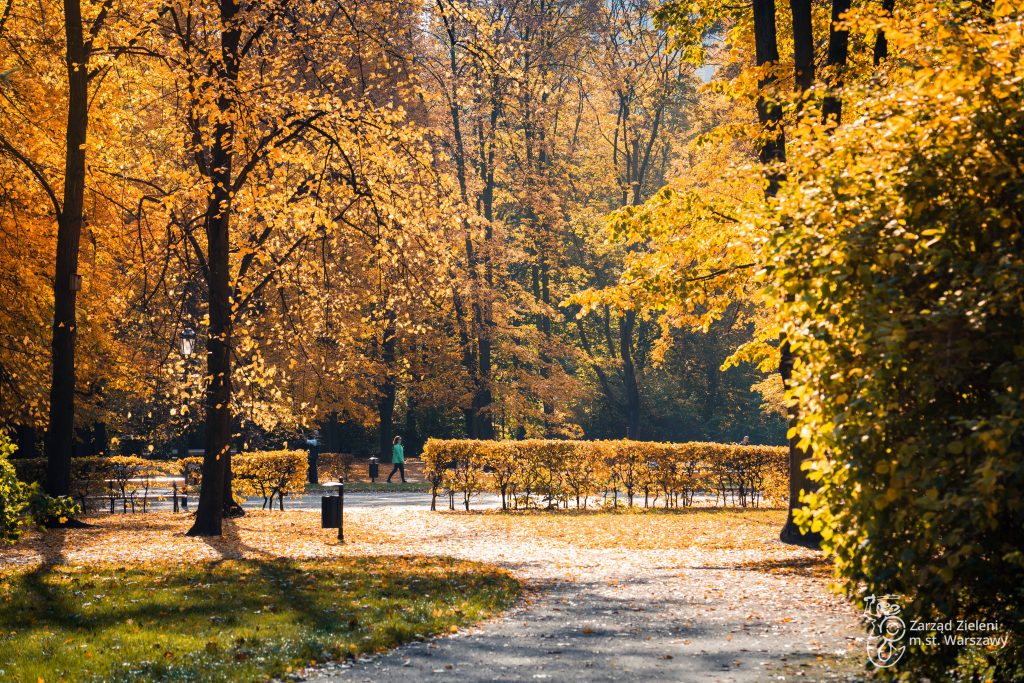 Ogród Saski jesienią - alejki, żółte liście, zielona trawa, drzewa, spacerujący mieszkaniec