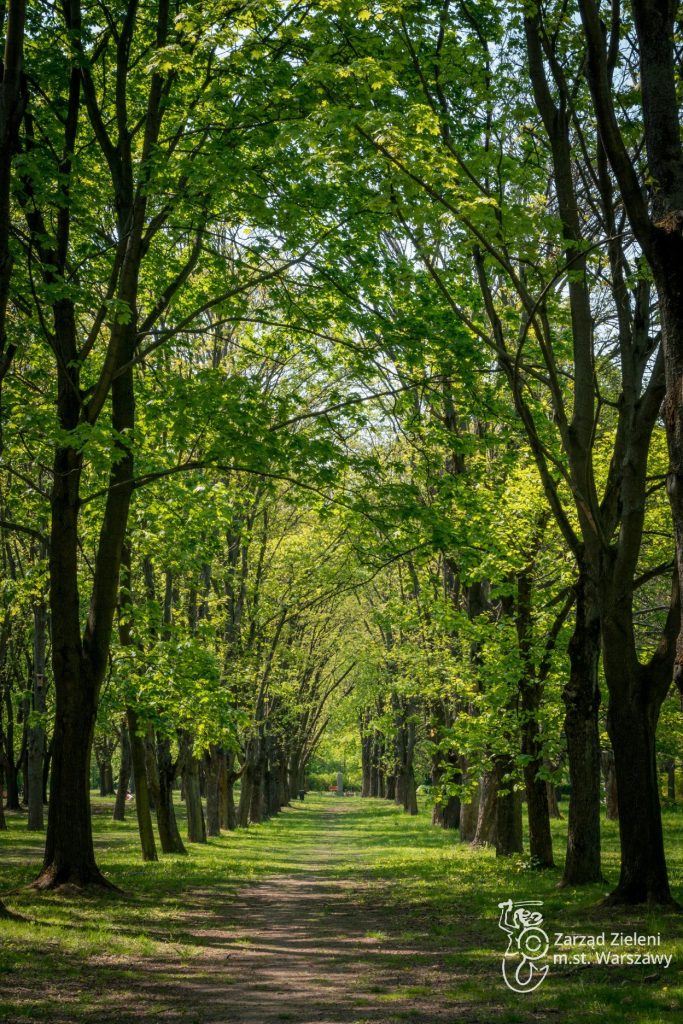 Aleja drzew w Parku Powstańców Warszawy - dominują klony i jesiony. Licznie pojawiają się także lipy oraz kasztanowce.