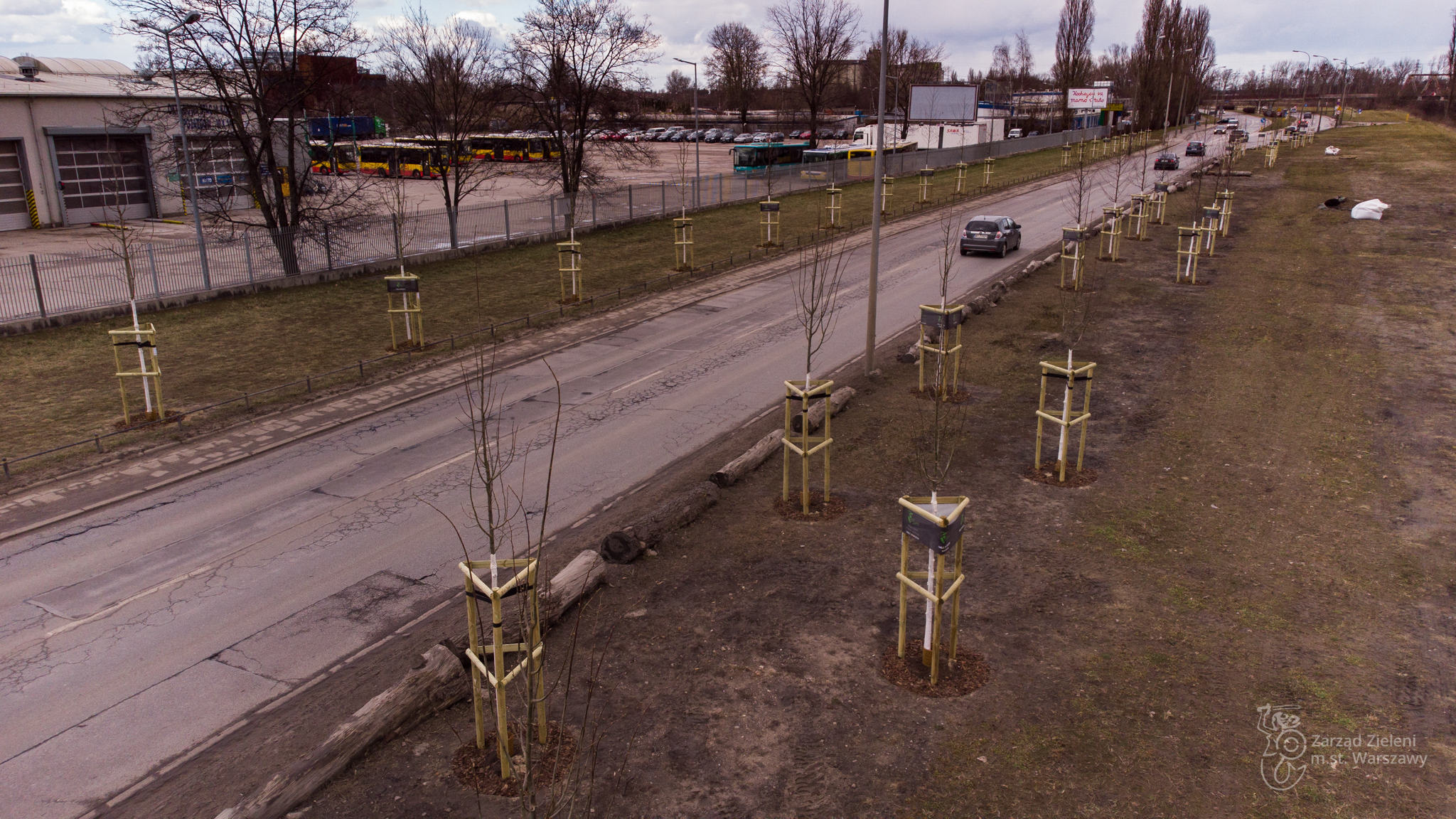 Nowe drzewa przy ul. Płochocińskiej na Białołęce