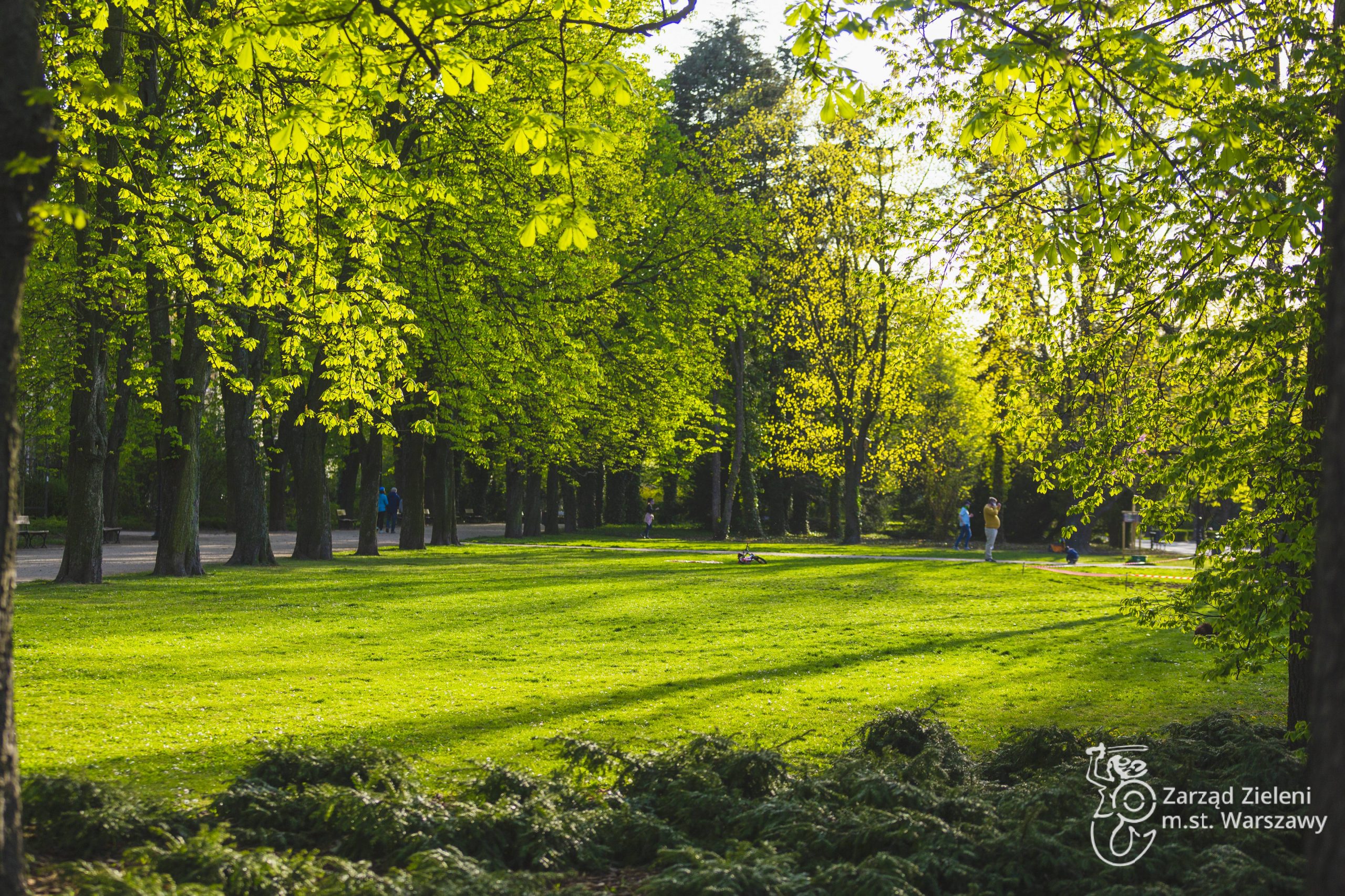 Krzewy, trawnik i kasztanowce w Parku Dreszera na Mokotowie