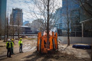 Przesadzarka drzew wyciąga z ziemi metasekwoję chińską na Placu Europejskim