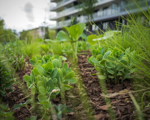 Zbliżenie na nowo posadzone rośliny na Skwerze Krasińskiego na Żoliborzu, w tle widać blok