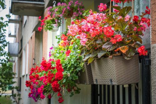 Balkon cały w kwiatach.
