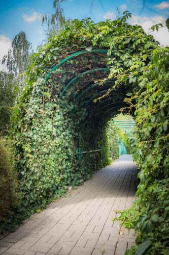 Obrośnięta pnączami pergola.