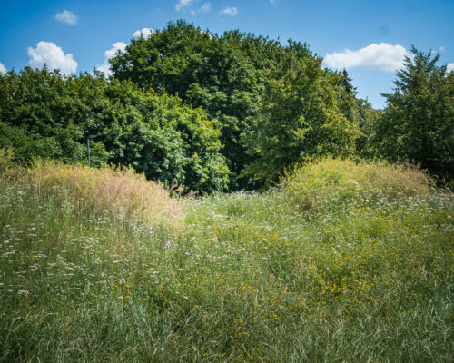 Strefy z wysoką, niekoszoną trawą w parku, tworzące naturalną łąkę.