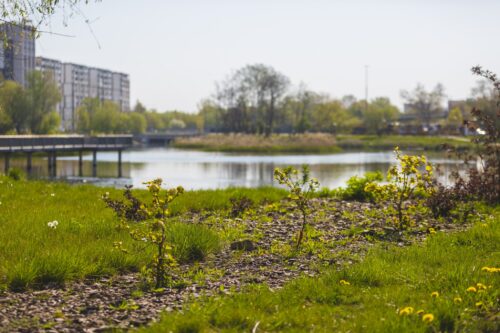 Nowo posadzone rośliny - krzewy, w tle staw.