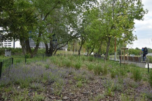 Nowo posadzone byliny, w tle drzewa.