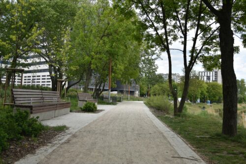 Alejka spacerowa w parku, ławki, wysokie drzewa.