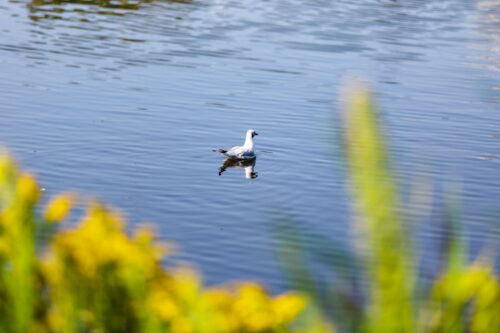 Ptak - rybitwa na stawie.