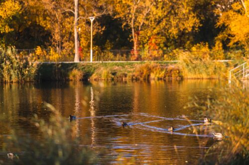 Jesienny krajobraz, staw, pływają po nim ptaki, w tle drzewa.