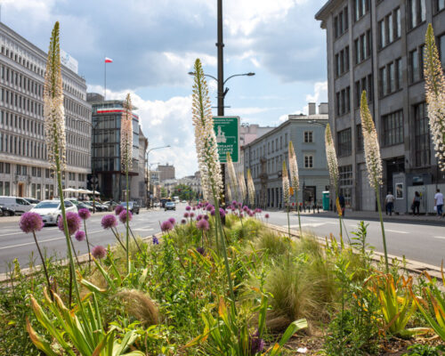 Ukwiecenie na pasie środkowym jezdni, rośliny kwitnące w różnych kształtach i wysokościach, tle budynki.