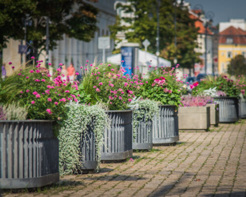Donice z roślinami kwitnącymi na chodniku.