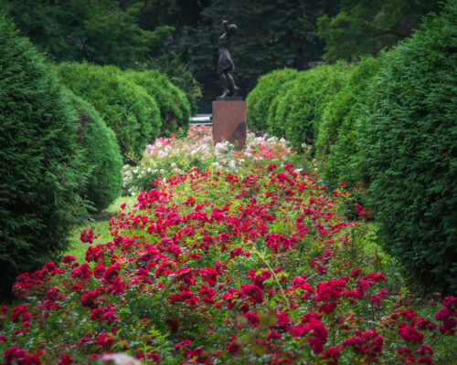 Na środku pas róż kwitnących na czerwono, biało i różowo, w tle rzeźba kobiety, z boku zielone żywopłoty.