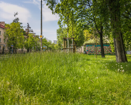 Pasy trawnika wykoszonego i niekoszonego przy ulicy.