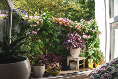 Kwiaty w donicach w ogrodzie