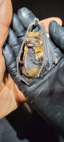 Nietoperz na dłoni człowieka, zwinięty w kulkę i owinięty skrzydłami.
