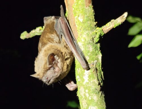 Nietoperz wiszący na gałęzi.