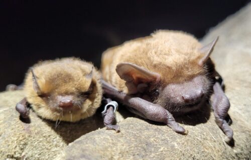 Dwa nietoperze obok siebie na gałęzi - jeden duży, drugi mniejszy, jeden ma na kończynie obrączkę.