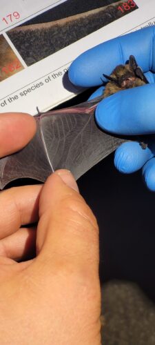 Dłonie trzymające skrzydło nietoperza.