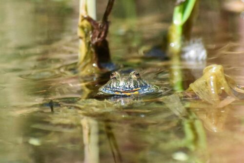Głowa żaby wystająca ze z wody.