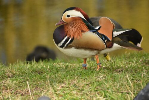 Ptak stojący na brzegu jeziora - w kolorach brązów, beży, borda.