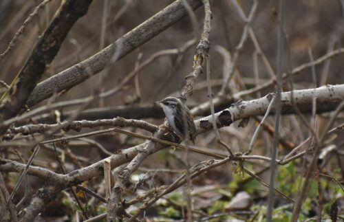 Gałęzie drzewa, na nich siedzi nieduży ptak o brązowo-szarym ubarwieniu.
