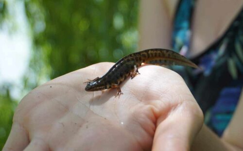 Dłoń, na niej stoi traszka