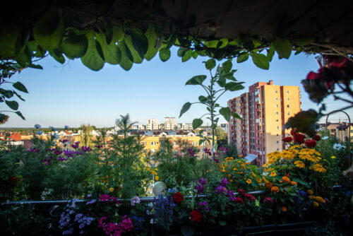 Ukwiecony balkon w bloku