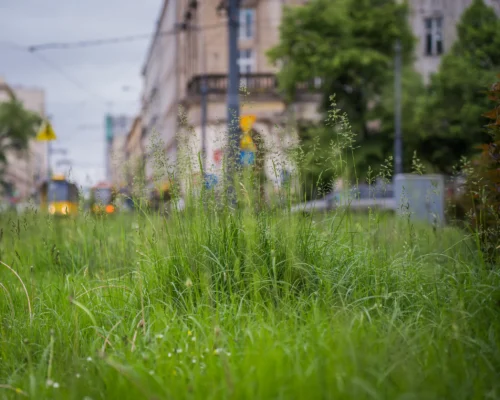 Wysoka trawa na rondzie