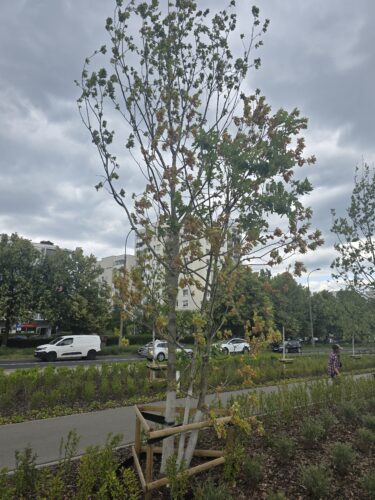 Usychający dąb zaatakowany przez szkodnika, chrząszcza ogłodka dębowca
