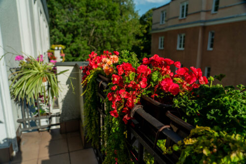 Kamienica, balkon z donicami i roślinami.