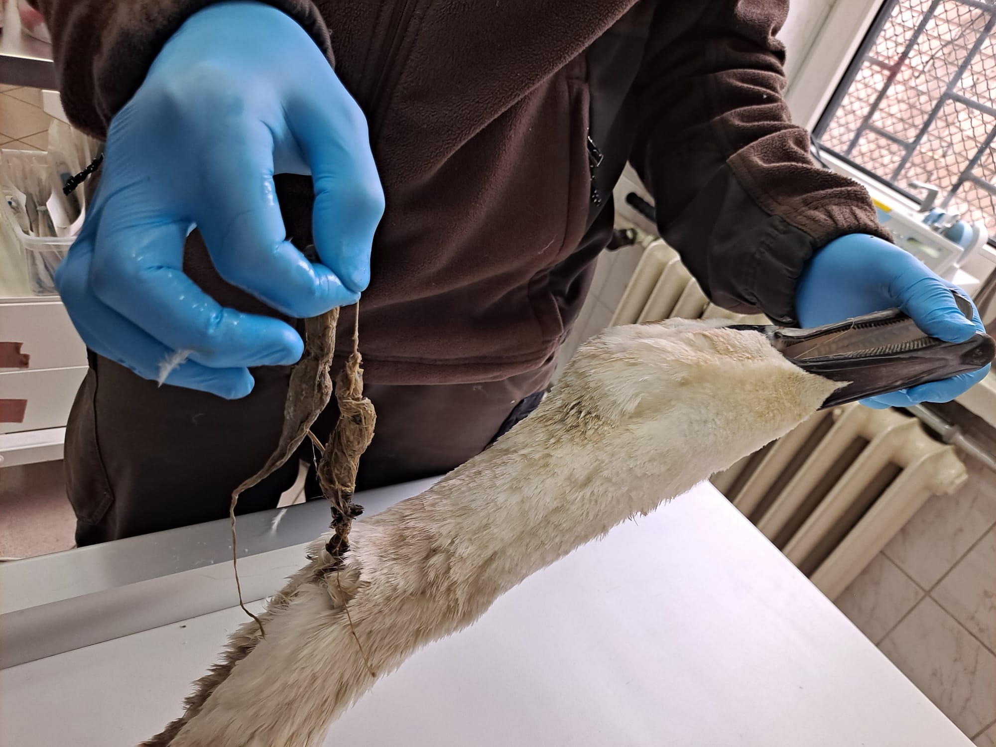 Łabędź z żyłką wędkarską wokół szyi, która go udusiła