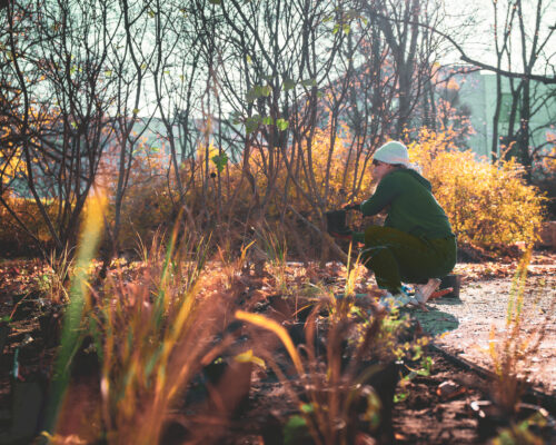 Wolontariuszka sadzi rośliny na skwerze