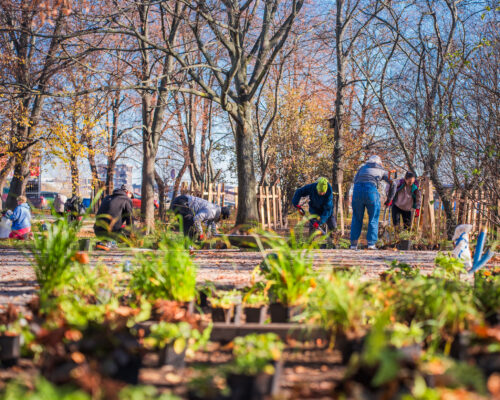 Wolontariusze sadzą rośliny na skwerze
