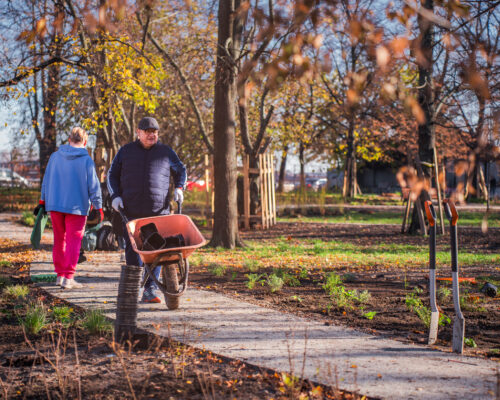 Mężczyzna przewozi taczką ziemię na skwerze