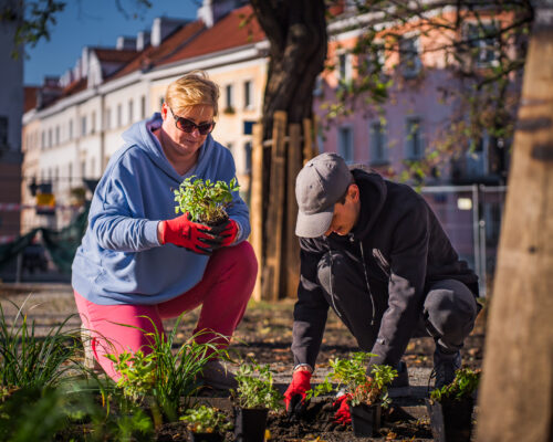 Kobieta i mężczyzna sadzą rośliny na skwerze