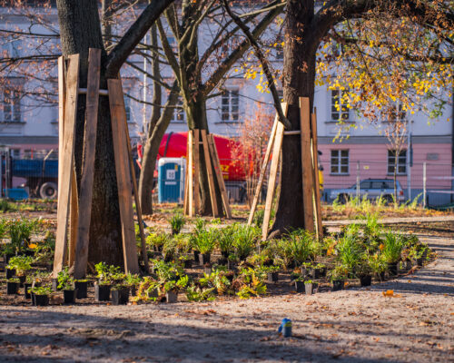 Rośliny do posadzenia na skwerze, doniczki leżą wokół drzew otoczonych deskami
