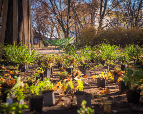 Rośliny w doniczkach na skwerze