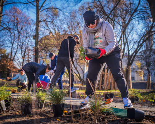 Osoby sadzą rośliny na skwerze