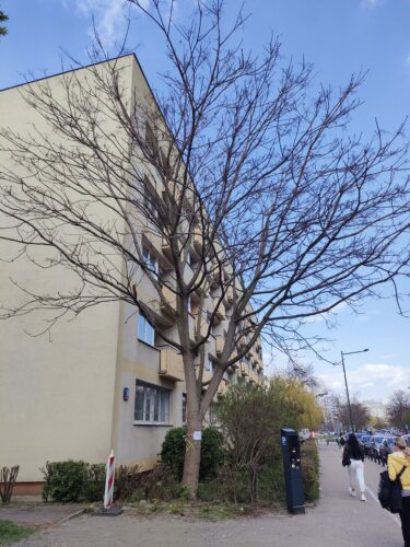 Drzewo bez liści, suche