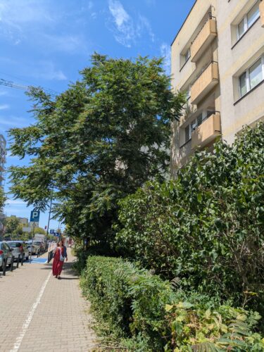 Bożodrzew gruczołkowaty - gatunek inwazyjny