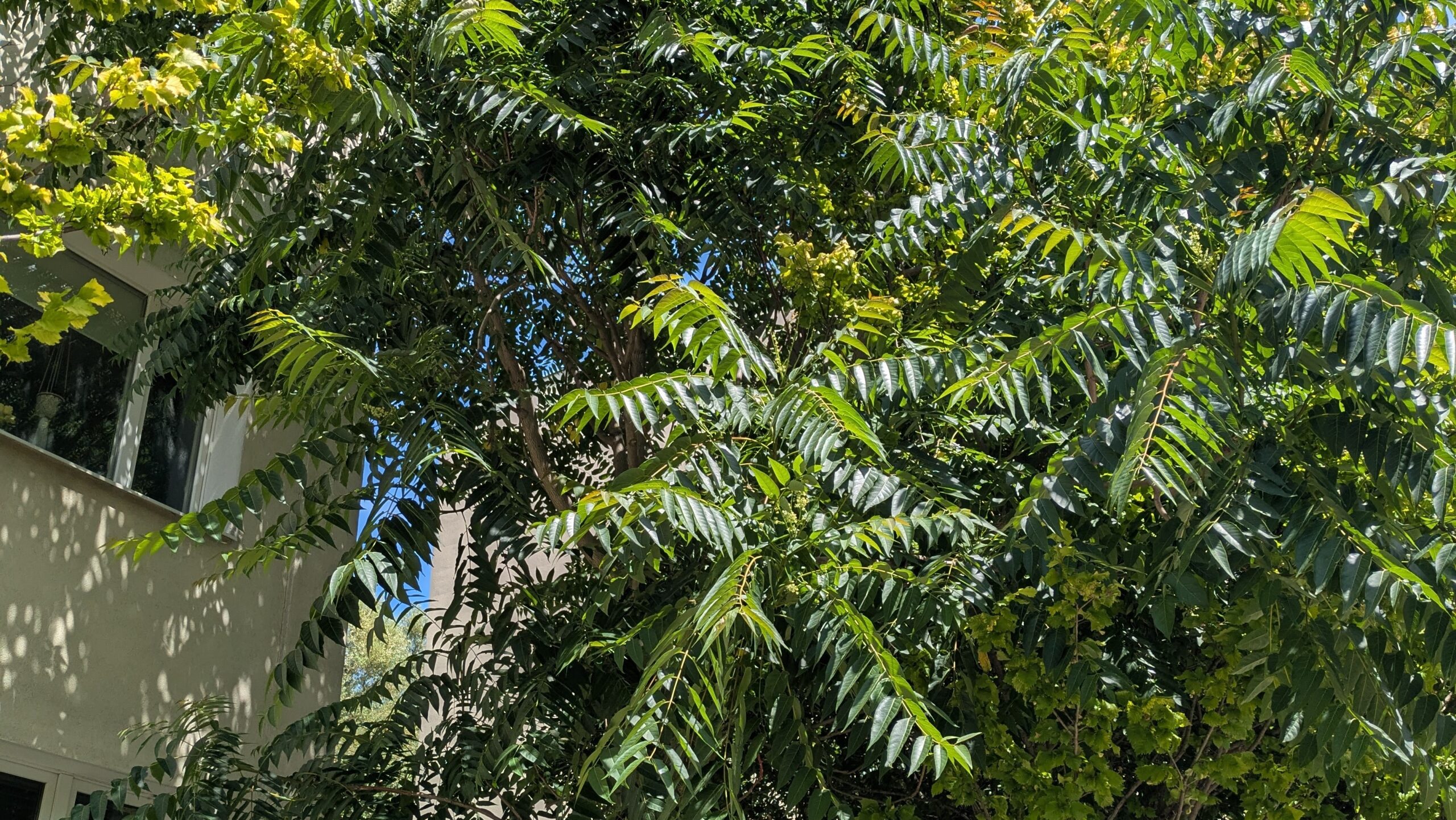 Bożodrzew gruczołkowaty