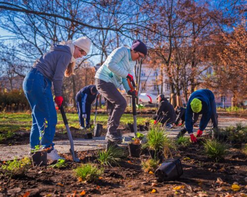 Wolontariusze sadzą rośliny na skwerze Matysiaków