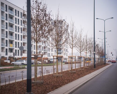 Nowe drzewa między jezdniami, jesień