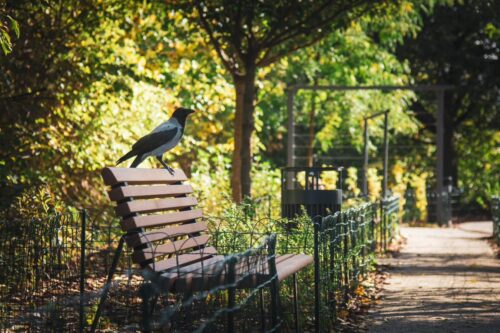 Wrona na ławce na skwerze, zieleń, wygrodzenia zieleni, alejka